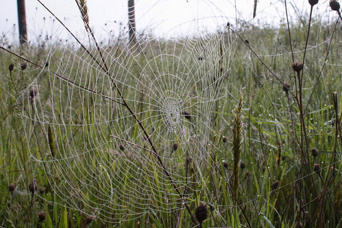 Dew-soaked spider web in the grass