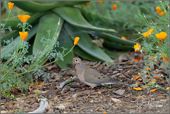 Mourning Dove 4566