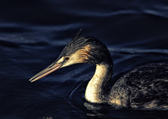 Great-Crested-Grebe_C9A4022