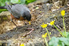 American Robin & Lunch, Central Park
