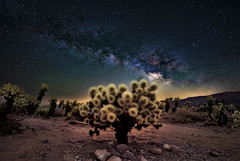 Milky Way over Cholla Cactus Garden