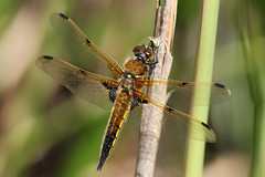 Four-spotted Chaser  ~ Libellula quadrimaculata