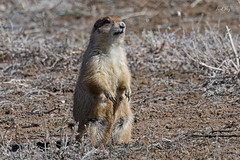 Chien-de-prairie à queue noire / Cynomys ludovicianus ludovicianus / Black-tailed Prairie Dog / Perrito de la pradera de cola negra