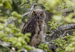 Juvenile great horned owl