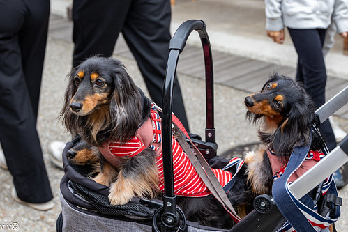 A proud Japanese owner takes his 3 charming adult Dachshunds for a morning stroll in their pram. The