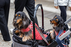 A proud Japanese owner takes his 3 charming adult Dachshunds for a morning stroll in their pram. The dogs have lovely hair and passers by stop to admire. On Explore 6 May 2024