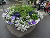 flores y plantas en Bundesplatz Plaza de la Confederacion Berna Suiza 05