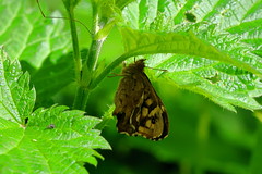 (R8) Speckled Wood (Pararge aegeria) ♀
