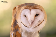 Barn Owl - Chouette Effraie