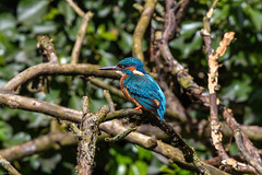 Common Kingfisher / Bláþyrill (Alcedo atthis)