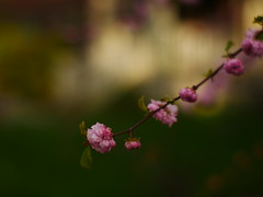 Spring pinks