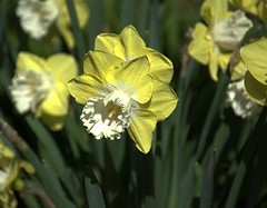 Daffodils, Hendrie Park, Royal Botanical Garden, RBG, Hamilton, ON