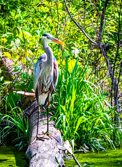Great Blue Heron, I&M Canal, McKinley Woods, Frederick's Grove, Will County Forest Preserve District of Illinois, USA