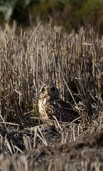 Búho Campestre - Short-eared Owl - Asio flammeus