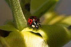 Marienkäfer,  Ladybug