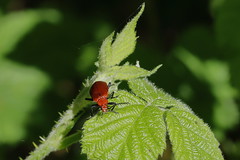 (R8) Red-headed cardinal Beetle (Pyrochroa serraticormis) CWBNWL Northwest Leicestershire May 2024 Canon R8 R8 Sigma 105mm f2.8 Macro UK Native