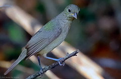 Juvenile Painted Bunting