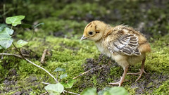 Baby Pheasant