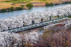 Cherry and Train @Hitome Senbon Zakura, Japan