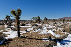 Guest Viewings in Joshua Tree National Park