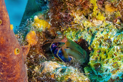mantisshrimp3May1-24