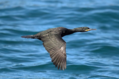 European Shag (Gulosus aristotelis)