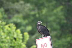 2024 Black Vulture