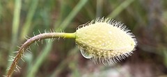 Papaver rhoeas