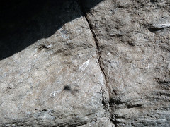 Tentaculites in fossiliferous limestone (building stone at Marion Union Station, Marion, Ohio, USA) 3