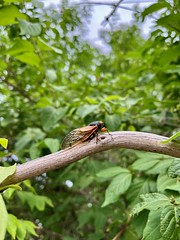 Cicada Hunting