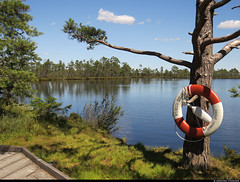 20220712_15 Lake Svartgölen in Store Mosse National Park, Småland, Sweden