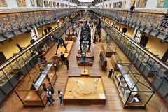 La Galerie d’Anatomie comparée et de Paléontologie.