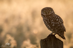 Little Owl