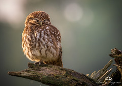 Sleepy Owl