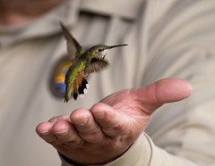 Release of female Rufous hummingbird (Selasphorus rufus) after being banded in Alaska