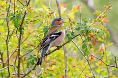 Eurasian Chaffinch (Fringilla c. coelebs) - singing male