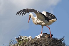 Under the parental wing / Под родительским крылом