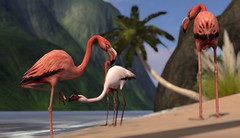 More flamingo's