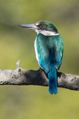 Collared Kingfisher