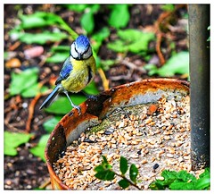 A lonely blue tit