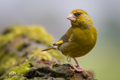 Greenfinch