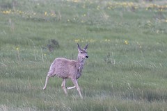 1V1A4581 mule deer doe