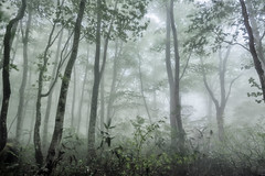 In the misty forest