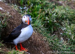 Atlantic Puffin