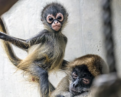 Baby spider monkey with mother