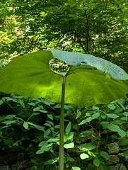Petasites japonicus (butterbur) leaf, Brookside Gardens  July 2024 (Explored)