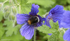 Viðarhumla (Bombus hypnorum)