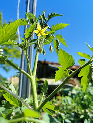 Mai 2024 - plantations d'été au Canon à Floirac