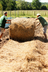 Mai 2024 - plantations d'été au Canon à Floirac