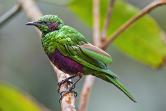 Emerald starling